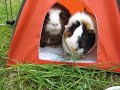 Guinea Pig Squeekie's 6th Birthday Picnic