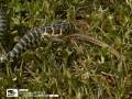 Il Biacco cattura e mangia la sua preda - Western Whip snake captures and eats its prey