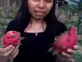 barelang
