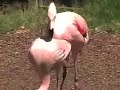 XXX Flamingo's In Heat