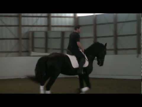 horses grand national horses grand national