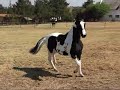 Zerro - Pinto Colt trotting