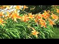 Lilies and more