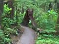 Rainforest Trail - Douglas Island - Juneau, AK