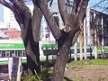 FERROCARRIL MITRE -PARTE 1