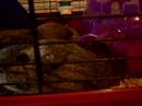 Gunea Pig Hidden Camera (With Sound)