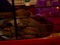 Gunea Pig Hidden Camera (With Sound)