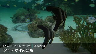 前の動画へ