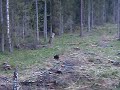 Uzmanīgais kuilēns