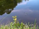 Sanyo HD1010 - Waterdrop 300fps Sanyo HD1010 - Waterdrop 300fps