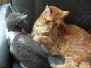Cat and kitten playing