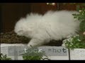Persian Cat & kitten