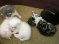 sweet little kittten making their first steps