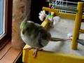 Cockatiel Kiwi wants to play