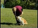 Obedience Training with Gary Jackson Part 2 Obedience Training with Gary Jackson Part 2