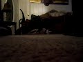 PIT BULL PRANKS-