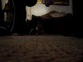 PIT BULL PRANKS-