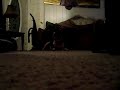 PIT BULL PRANKS-