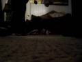 PIT BULL PRANKS- POOR PAPI