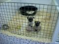 VIDEO  CHIOTS DOG&CO Var-Alpes Maritimes