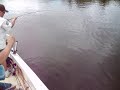Mike Fishing Tales, Snook & Tarpon hunting 3,\"The first victim\"