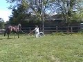 Over a Jump! Over a Jump!