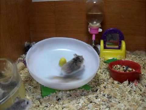 Crazy hamsters playing - YouTube