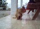 lucky guapo
