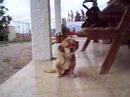 lucky guapo