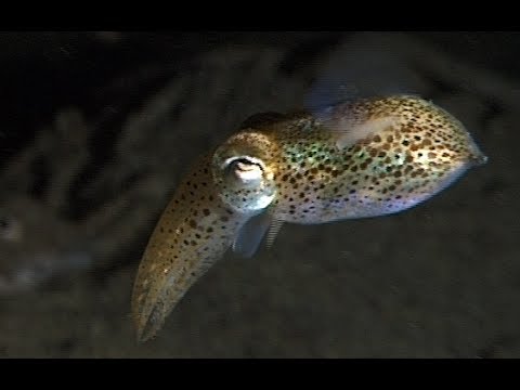 Bobtail Squid, little cuttlefish and underwater bumblebee