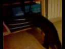 Gato cabezota