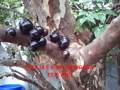 Meu pé de jabuticaba