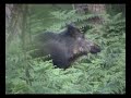 Wild boars, piglets and hind, Long version part 2