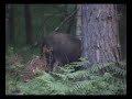 Wild boars, piglets and hind, Long version part 2