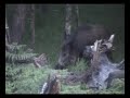 Wild boars, piglets and hind, Long version part 2