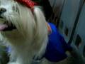 Dr.Hooman pet clinic(اتفاقهای با مزه در کلینیک دکتر هومن)