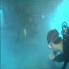 More Diving in  Miami