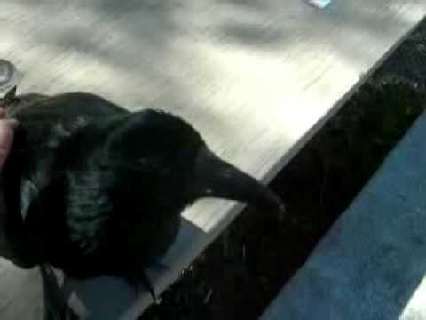 Man Makes Friends With An Unlikely Wild Animal Ani