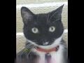 Gangter cat