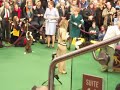 Cardigan Welsh Corgie Winner WMDS 2012
