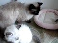 Hello, kids... - Hi, dad! - YouTube