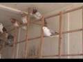 Iranian high flying pigeons
