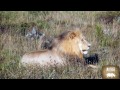 Kruger National Park - Rhino Africa Safaris