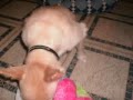 spike follows his teddy bear
