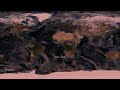 ARMA 2