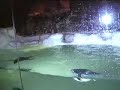 Real Club Penguin Dance