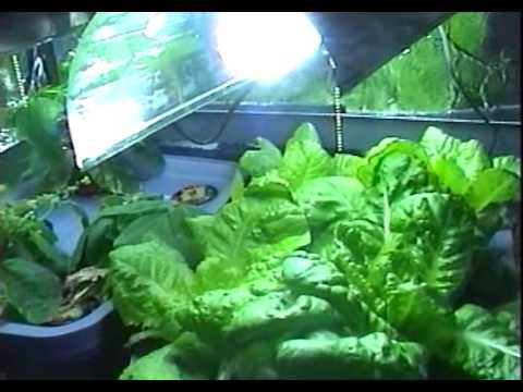 how to harvest hydroponic lettuce