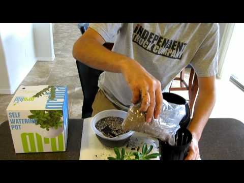 how to transplant lobelia