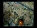 A Giant Ledybug!!! (joaninha gigante)