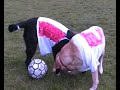 Swiss vs. France dogs soccer nachspielzeit.org